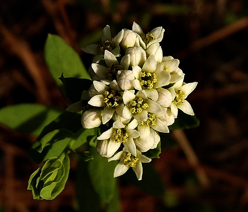{Comandra umbellata}